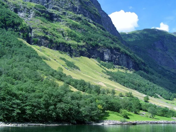 nature Norway summer. Water, forest fjord on a Sunny day