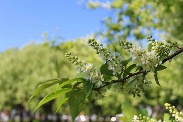 White flowers bird-cherry tree in the garden against green leaves and blue sky