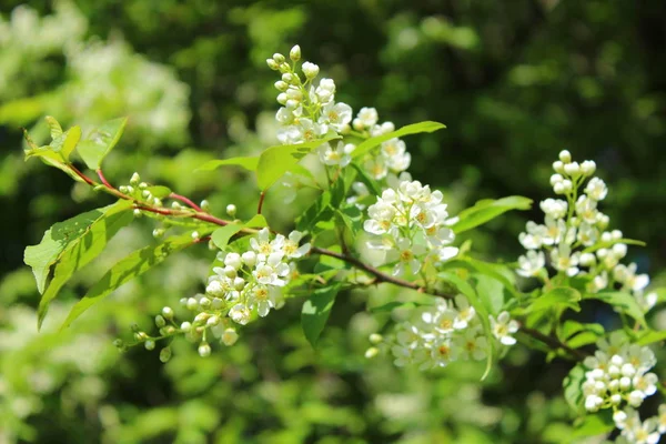 White flowers bird-cherry tree in the garden against green leaves