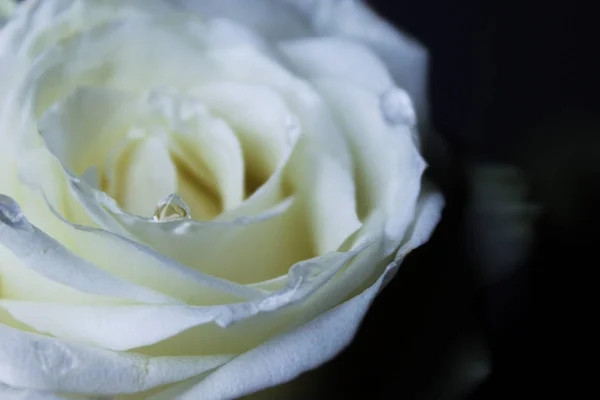 White rose in drops of dew on a dark gray background
