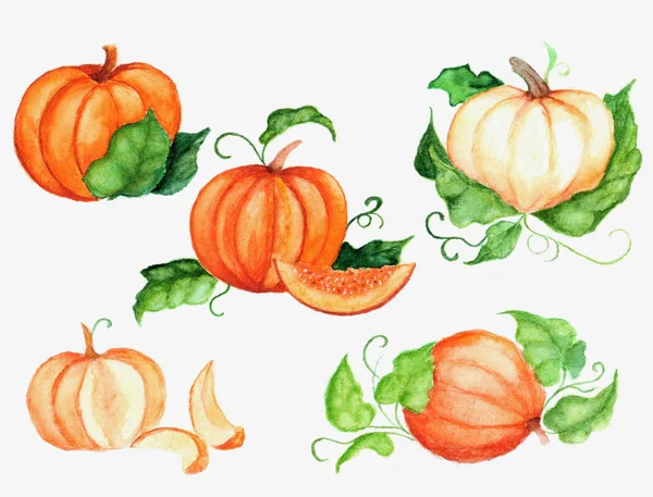 orange pumpkins with green leaves hand-painted in watercolor. Vegetables, autumn harvest. Halloween autumn illustration