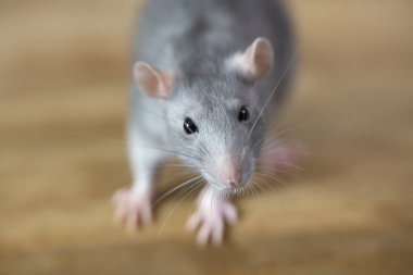 Sevimli gri bir kemirgen kameraya bakıyor. Siyah gözler, uzun bıyık. Kahverengi arka plan