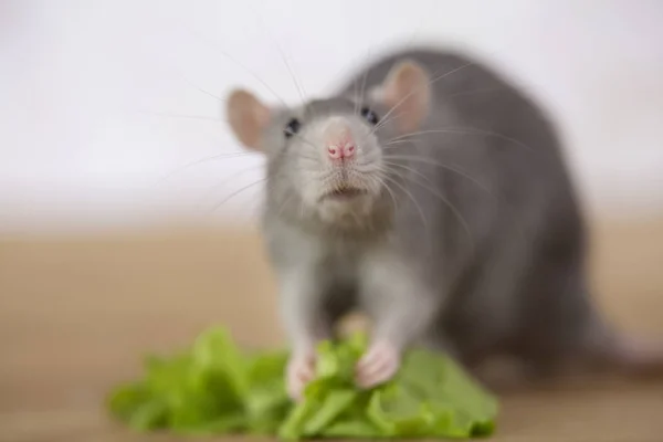 Gray cute rodent looks at the camera, holds a leaf of lettuce in its paws.