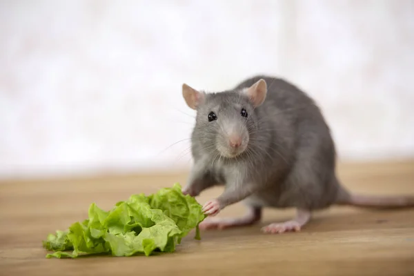 Gray cute rodent looks at the camera, holds a leaf of lettuce in its paws.