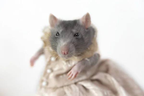 Mouse Con Vestido Rosa Fondo Blanco —  Fotos de Stock