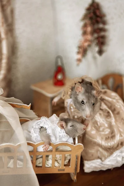 Two cute gray mice in suits