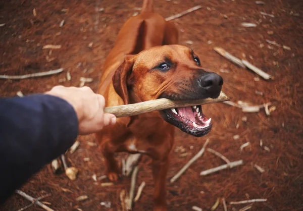A person pulling stick from dogs mouth