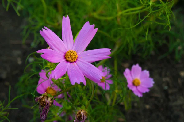 Bellissimi Fiori Del Cosmo Rosa Viola Giardino — Foto Stock