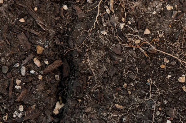 Superficie Tierra Con Fisura Del Suelo Rocas Madera Raíces Plantas — Foto de Stock