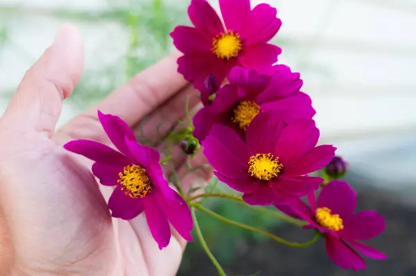 Bellissimi Fiori Del Cosmo Rosa Viola Portata Mano — Foto Stock