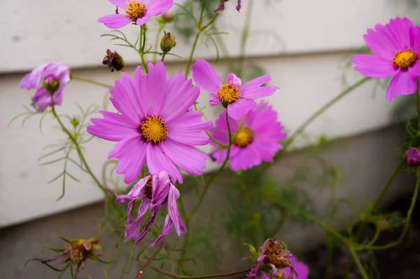 Bellissimi Fiori Del Cosmo Rosa Viola Giardino — Foto Stock