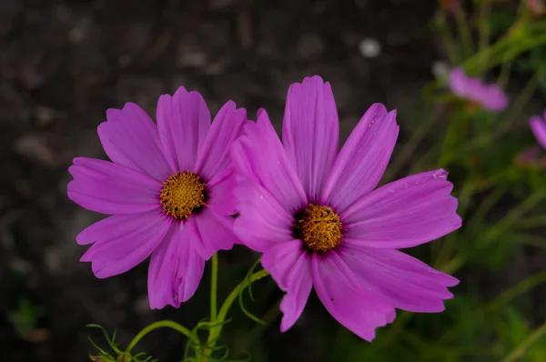 Bellissimi Fiori Del Cosmo Rosa Viola Giardino — Foto Stock