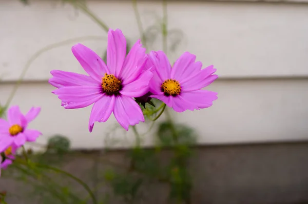 Bellissimi Fiori Del Cosmo Rosa Viola Giardino — Foto Stock