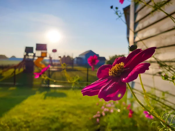 Bahçede güzel pembe veya menekşe Cosmos çiçekler