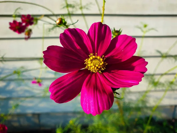 Bellissimi Fiori Del Cosmo Rosa Viola Giardino — Foto Stock