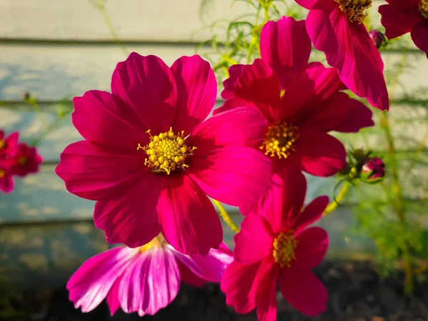 Bellissimi Fiori Del Cosmo Rosa Viola Giardino — Foto Stock