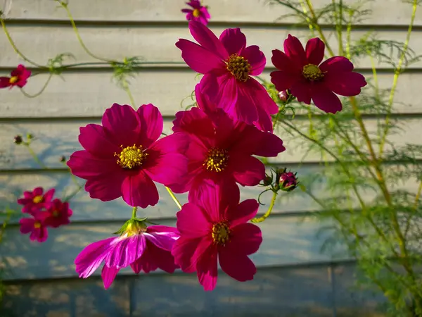 Bellissimi Fiori Del Cosmo Rosa Viola Giardino — Foto Stock