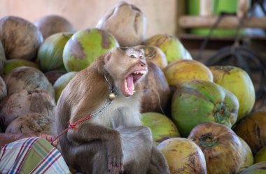 Hindistan ceviziyle çalışmak için bağlanmış bir macaque. Asya 'da vahşice