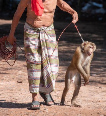 Asya 'da zalimce çalışmaya bağlı bir macaque.