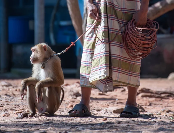 Asya 'da zalimce çalışmaya bağlı bir macaque.