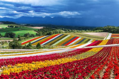 Hokkaido adası Farm Japonya'da renkli çiçekler Alan
