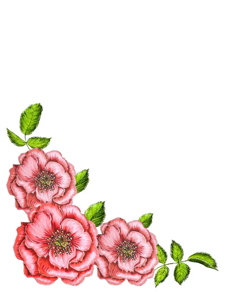 Збірка Декоративних Елементів Квітучими Трояндами — стокове фото