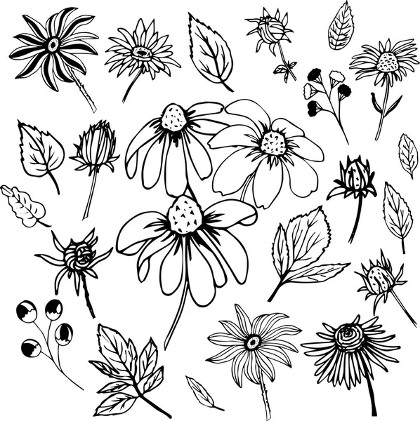 白い背景に輪郭デイジーの花と装飾要素のコレクション — ストックベクタ