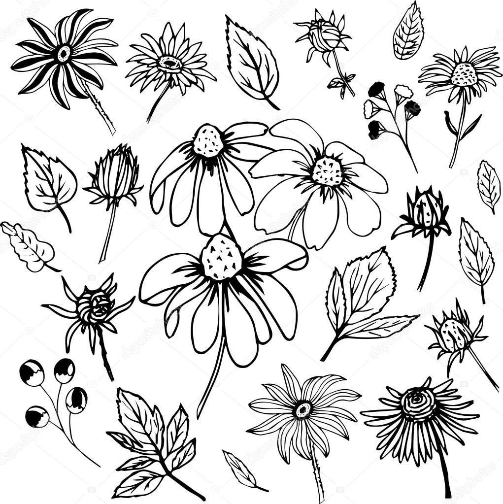 Free Free 281 Daisy Flower Outline Svg SVG PNG EPS DXF File