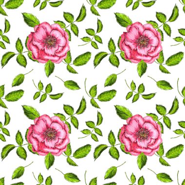 Beyaz arka planda çiçeklenme pembe güller ile Dikişsiz desen 