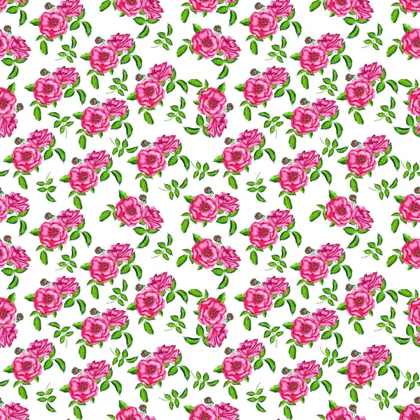 Patrón Sin Costuras Con Rosas Rosadas Florecientes Sobre Fondo Blanco —  Fotos de Stock