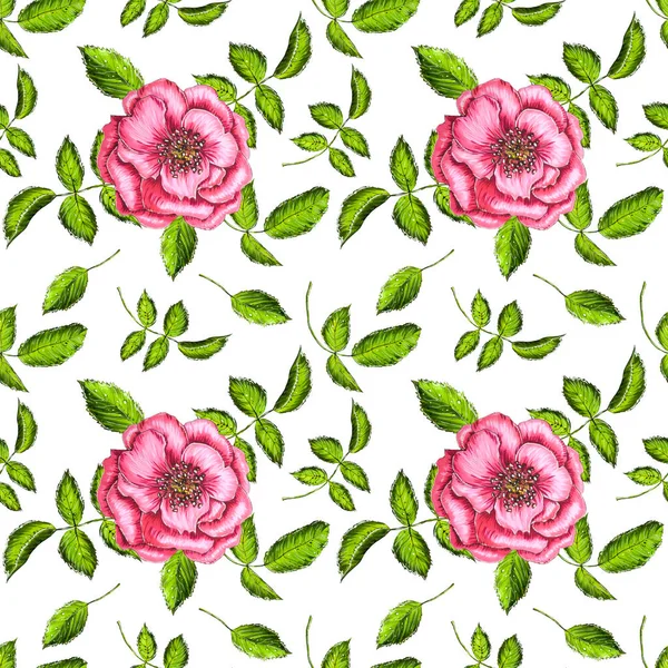 Patrón Sin Costuras Con Rosas Rosadas Florecientes Sobre Fondo Blanco —  Fotos de Stock