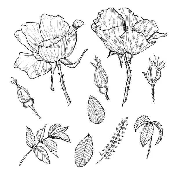 Collection Éléments Roses Contour Sur Fond Blanc — Image vectorielle