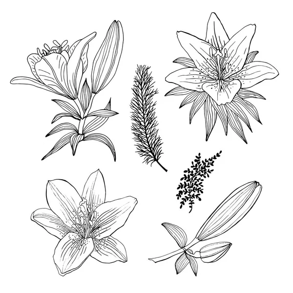 Collection de lys et feuilles dessinés à la main. Noir et blanc . — Image vectorielle