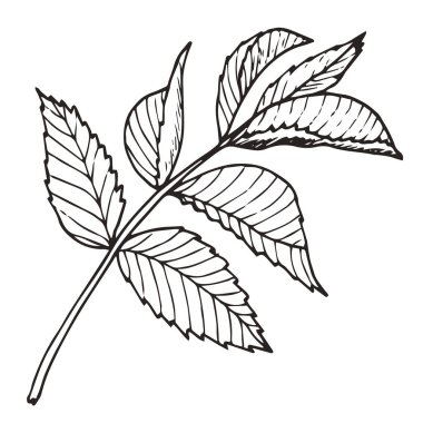 Elle çizilmiş vektör izni beyaza izole edilmiş. Vektör botanik çizimi.