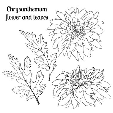 El yapımı Kasımpatı çiçek ve yaprakları koleksiyonu.