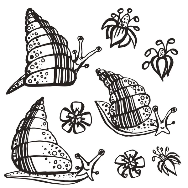 Set avec mignon Achatina fulica escargots et éléments floraux . — Image vectorielle