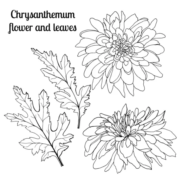 Collection de fleurs et feuilles de chrysanthème dessinées à la main . — Image vectorielle