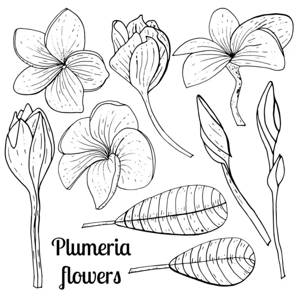 Collection de fleurs et feuilles de Plumeria dessinées à la main . — Image vectorielle