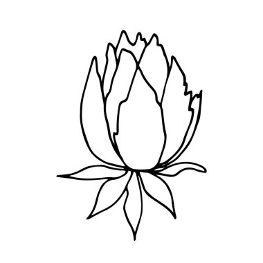 El çizimi nilüfer çiçeği ve yapraklar beyaz arka planda izole.