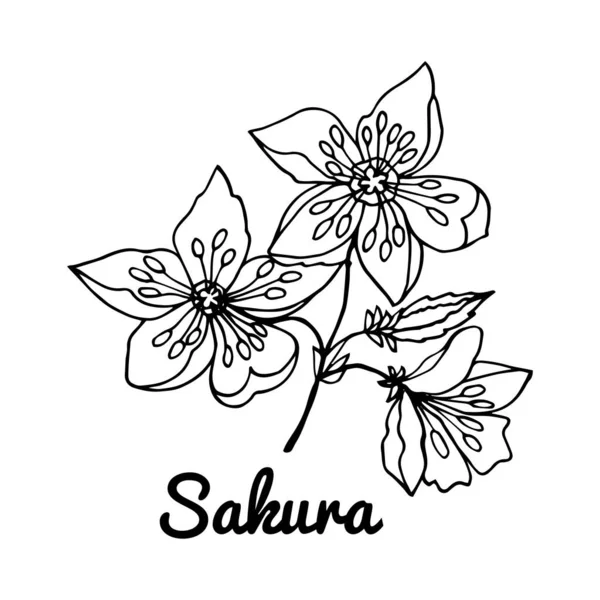 Handgezeichnete Sakura-Blüten und Blätter isoliert auf weißem Hintergrund. — Stockvektor