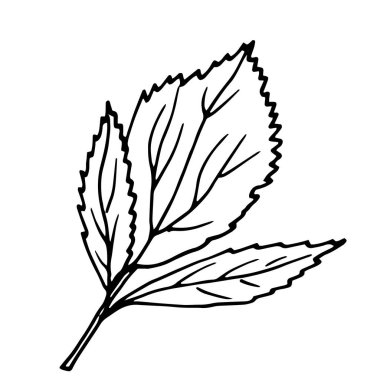El çizimi karalama çizimi. Botanik oymacılığı. İzole edilmiş tek yapraklı vektör illüstrasyonu.