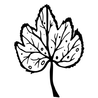 El çizimi karalama çizimi. Botanik oymacılığı. İzole edilmiş tek yapraklı vektör illüstrasyonu.