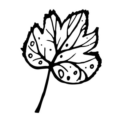 El çizimi karalama çizimi. Botanik oymacılığı. İzole edilmiş tek yapraklı vektör illüstrasyonu.