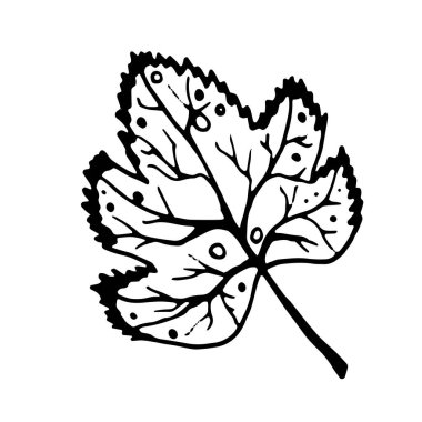 El çizimi karalama çizimi. Botanik oymacılığı. İzole edilmiş tek yapraklı vektör illüstrasyonu.