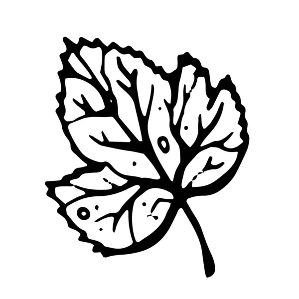 Ilustração doodle desenhado à mão. Gravura botânica. Ilustração vetorial com folha única isolada . —  Vetores de Stock