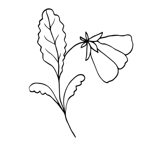 Dzikie kwiaty. Rysunek kwiatowy ręcznie rysowane grawerowanie. Ilustracja wektora z pojedynczymi pączkami. — Wektor stockowy