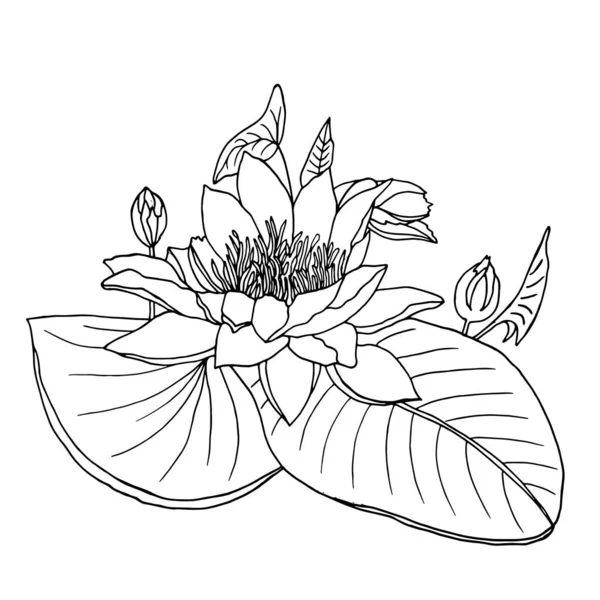 Grafica giglio d'acqua bianco e nero. Linee di contorno disegnate a mano e tratti fiore di loto. Isolato su bianco. — Vettoriale Stock