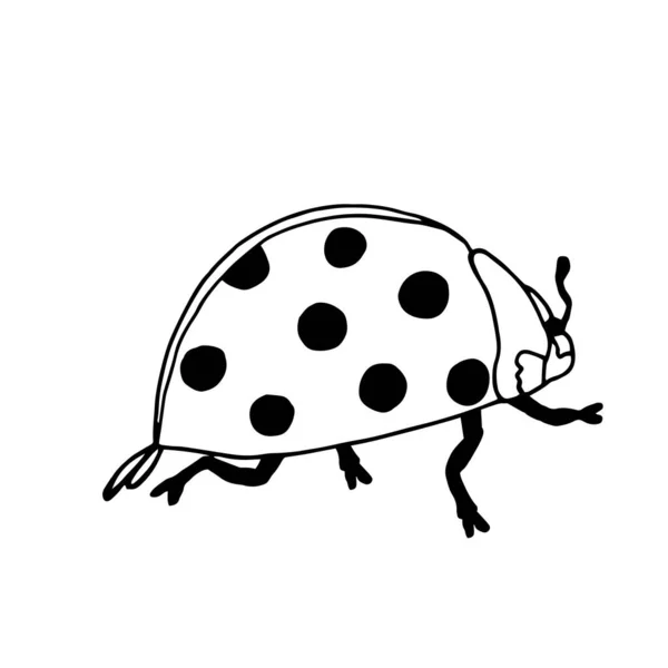 Illustration esquissée dessin à la main de coccinelle isolé sur fond blanc. Le meilleur pour l'apprentissage et la coloration des enfants. — Image vectorielle