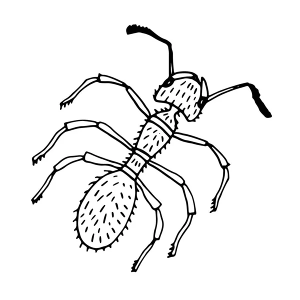 Γραφικό ασπρόμαυρο μυρμήγκι. Χειροποίητες γραμμές περιγράμματος και εγκεφαλικά επεισόδια. — Διανυσματικό Αρχείο
