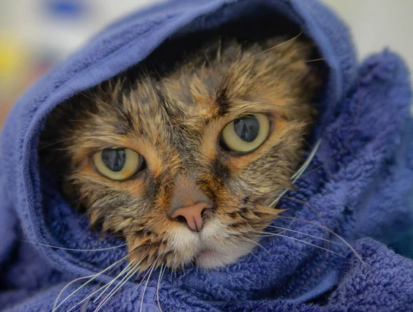 Angry and sad cute cat, wet on a towel, after being forced to take a bath